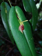 Pleurothallis bivalvis, photograph (c) Daniel Mesa, some rights reserved (CC BY)