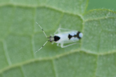 Pliniella