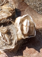 Chelonibia testudinaria