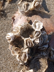 Chelonibia testudinaria