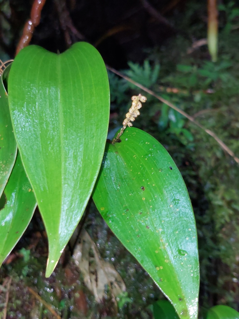Pleurothallis divaricans