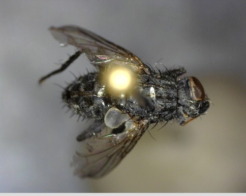 iNaturalist observation photo of Flies