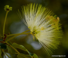 Albizia lebbeck