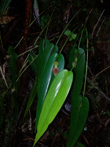 Pleurothallis bivalvis, photograph 1