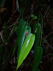 Pleurothallis bivalvis