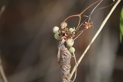 Ampelocissus acapulcensis