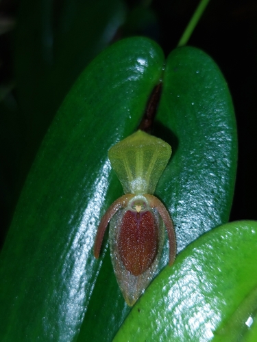 Pleurothallis bivalvis, photograph 2