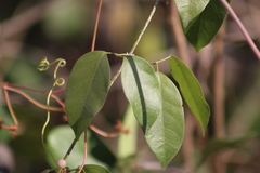 Ampelocissus acapulcensis