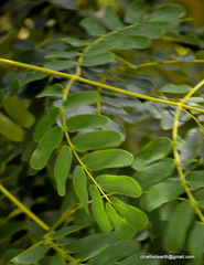 Albizia lebbeck