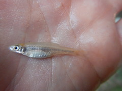 Notropis buchanani