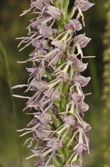 Orchis × bergonii