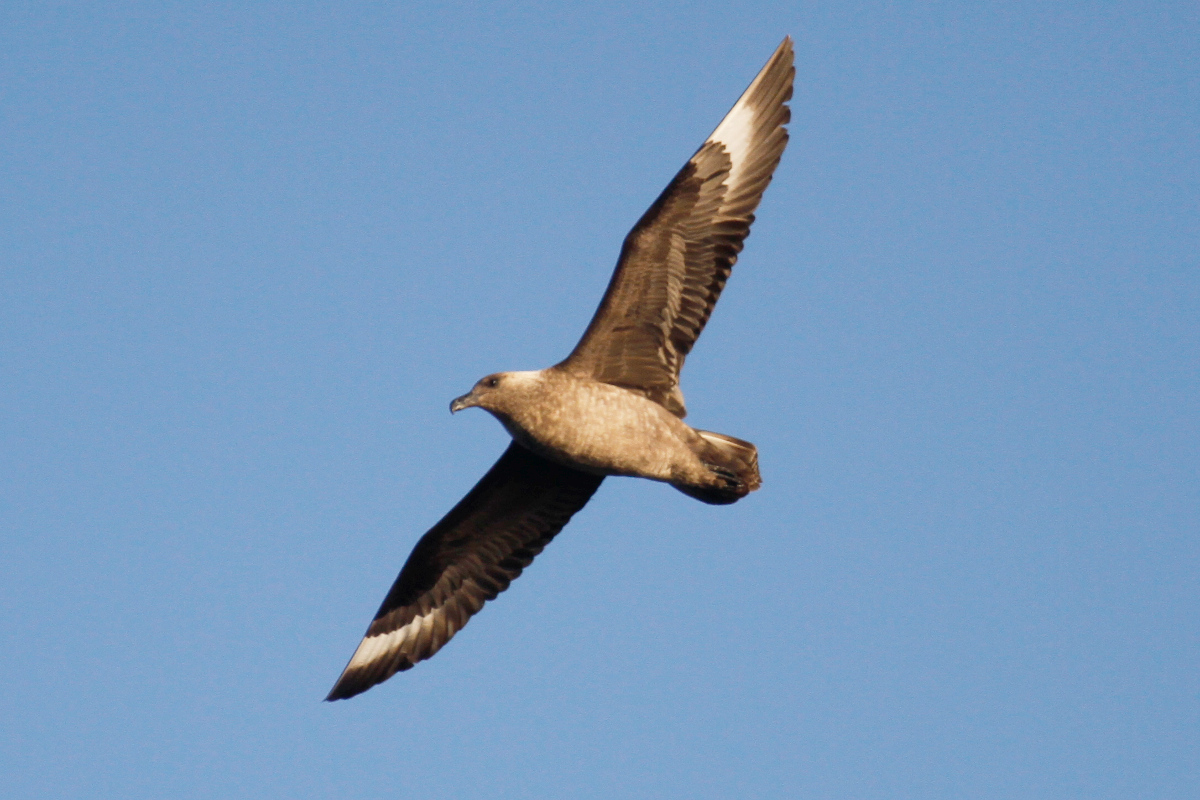 South Polar Skua