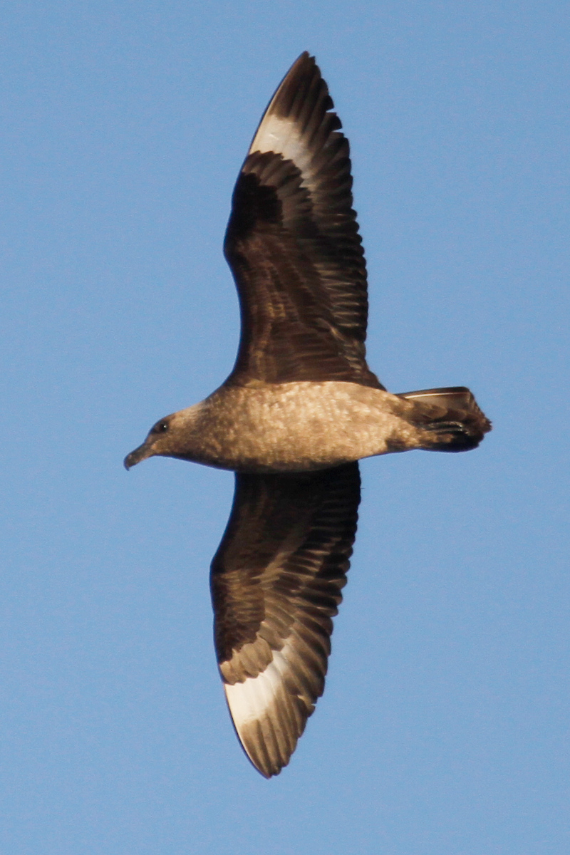 South Polar Skua