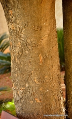 Albizia lebbeck