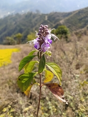 Pseudocaryopteris bicolor