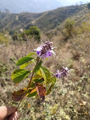 Pseudocaryopteris bicolor