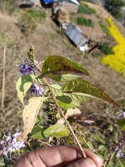Pseudocaryopteris bicolor