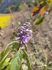 Pseudocaryopteris bicolor