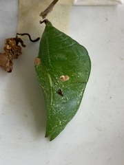 Prepona laertes octavia