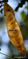 Albizia lebbeck