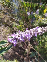 Pseudocaryopteris bicolor
