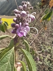 Pseudocaryopteris bicolor