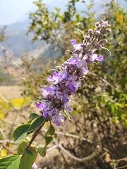 Pseudocaryopteris bicolor