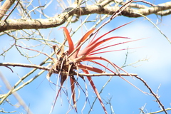 Tillandsia roland-gosselinii