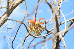 Tillandsia roland-gosselinii