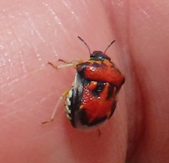 Bolbocoris rufus