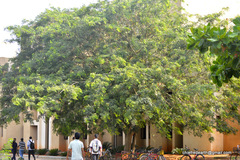 Albizia lebbeck