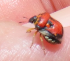 Bolbocoris rufus