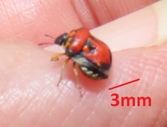 Bolbocoris rufus