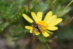 Dolichogyna chilensis