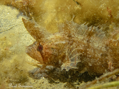 Cristiceps australis