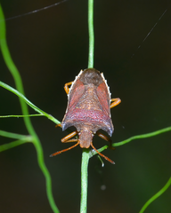 Caonabo pseudoscylax