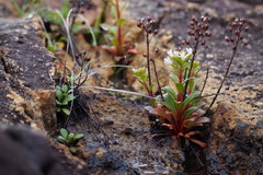 Lysimachia mauritiana