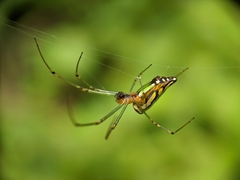 Leucauge