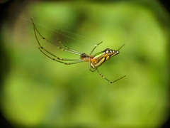 Leucauge