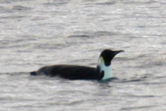 Aptenodytes forsteri