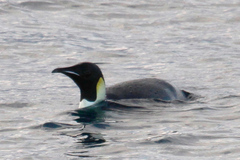 Aptenodytes forsteri