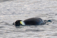 Aptenodytes forsteri
