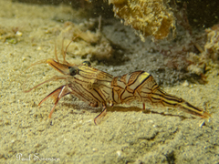 Rhynchocinetes australis