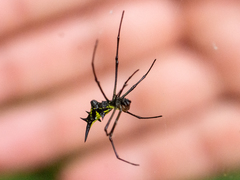 Micrathena miles