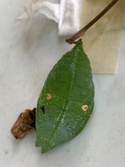 Prepona laertes octavia