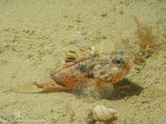 Maxillicosta scabriceps