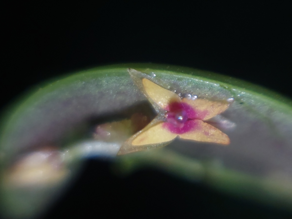 Lepanthes eros