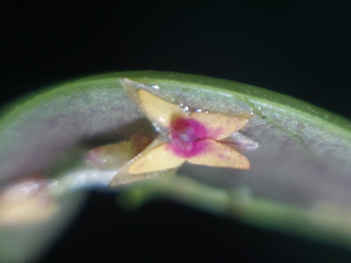 Lepanthes eros, photograph 1