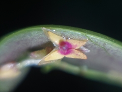 Lepanthes eros, photograph Daniel Mesa, CC BY, iNaturalist via GBIF