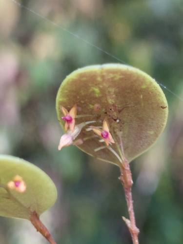 Eros Orchid
